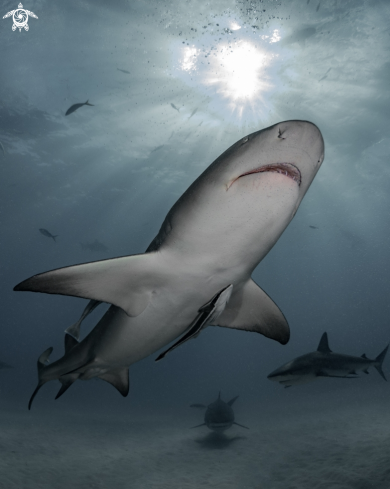 A Lemon shark, tiger shark, Caribbean reef shark