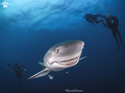 A Lemon Shark