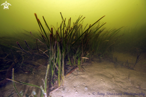 A Thalassia testudinum | Sea grass