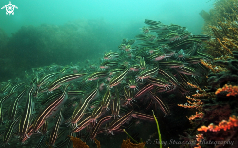 A Plotosus lineatus | Stripey catfish