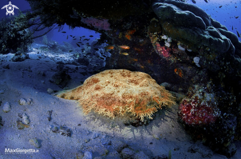 A wobbegong shark