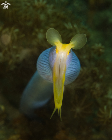 A Ribbon Eel