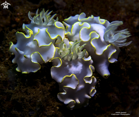 A Glossodoris pallida