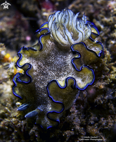 A nudibranch