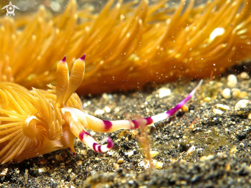 A nudibranch