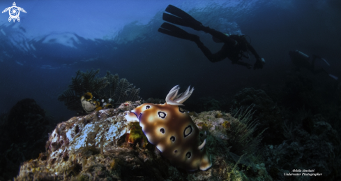 A Nudibranch