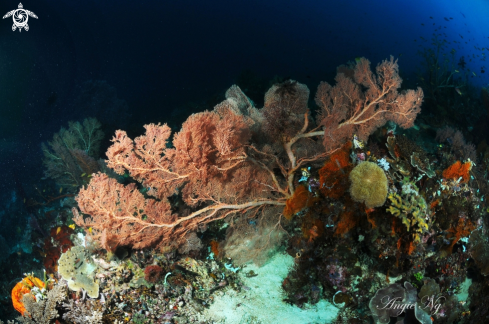 A Sea fan