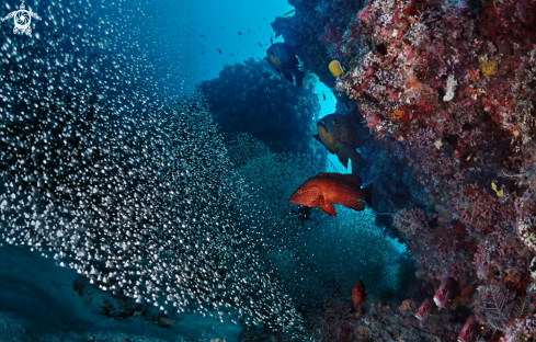 A Glass fishes & red grouper