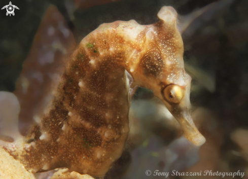 A White's seahorse