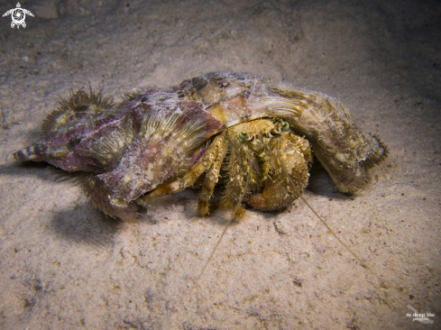 A Anemone Crab