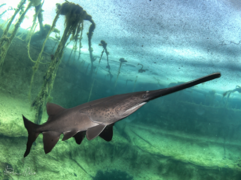 A American Paddlefish