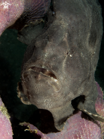 Frogfish