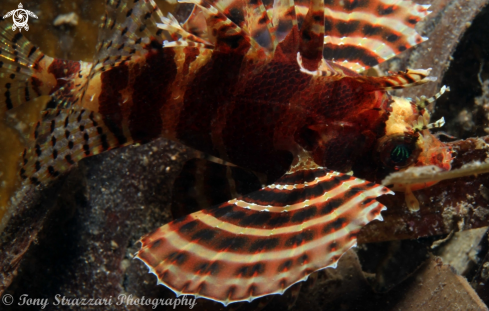 A Dwarf Lionfish