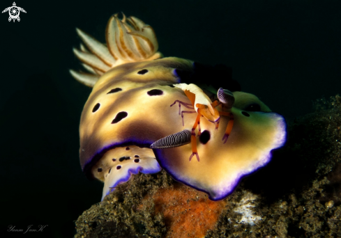 A Periclimenes imperator + Hypselodoris tryoni | Periclimenes imperator + Hypselodoris tryoni