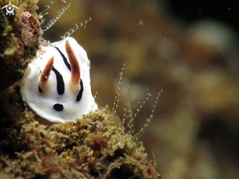 A chromodoris dianae