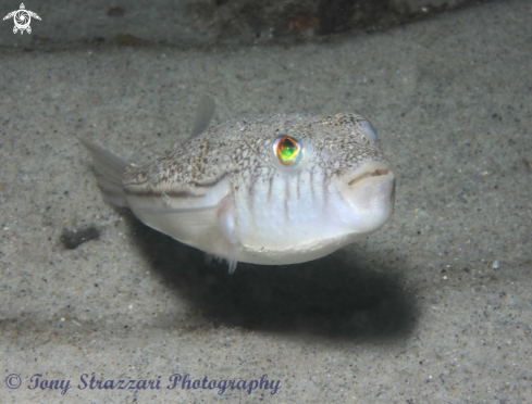 A Torquigener pleurogramma | Weeping toadfish