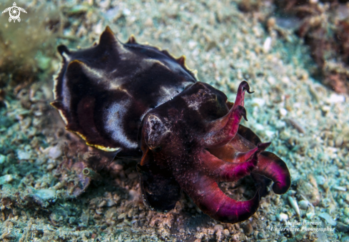 A Flamboyant Cuttlefish