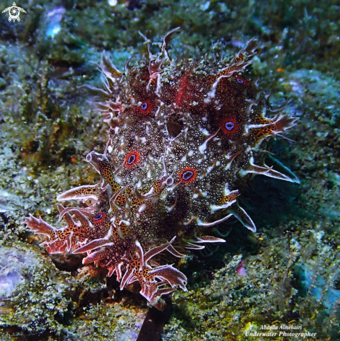 A Nudibranch