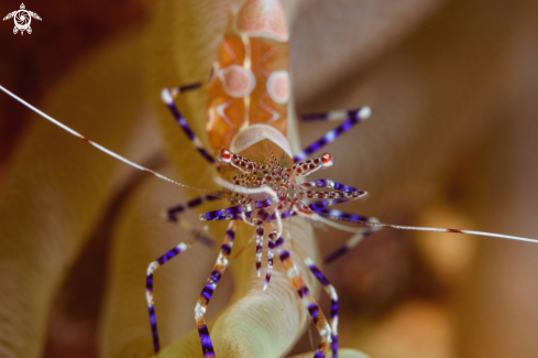 A Spotted cleaner shrimp