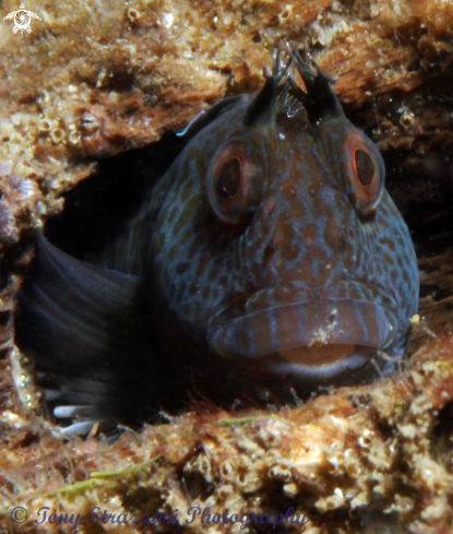 A Parablennius intermedius | Horned blenny