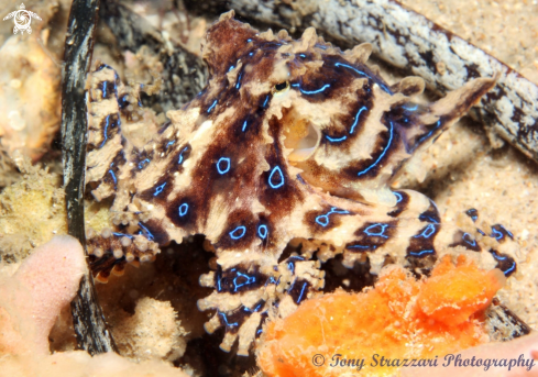 A Hapalochlaena fasciata  | Blue lined octopus