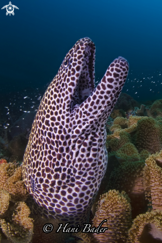 A moray eel