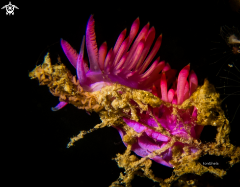 A Nudibranch