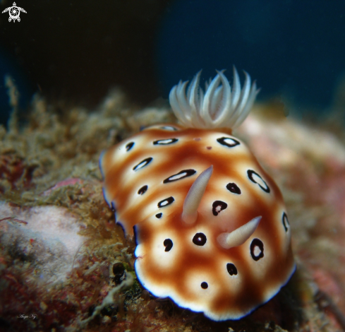 A Nudibranchs 