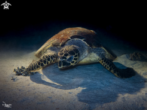 A Hawksbill Turtle