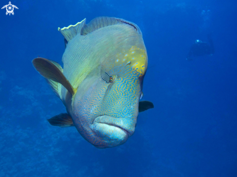 A Napoleon Wrasse