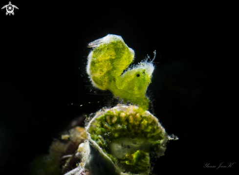 A Algae sairy shrimp 