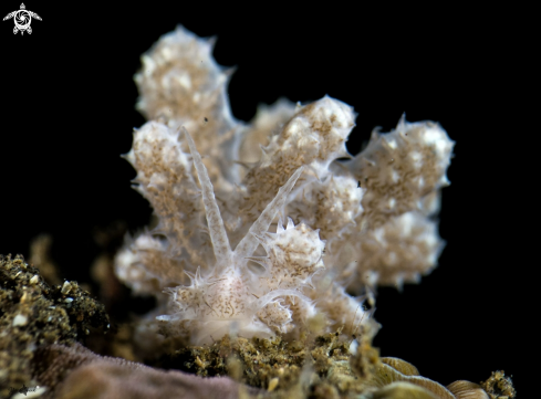 A Phyllodesmium Koehleri | Phyllodesmium Koehleri