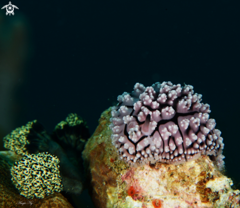 A Nudibranchs 