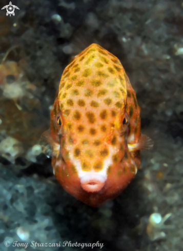 A Eastern Smooth Boxfish