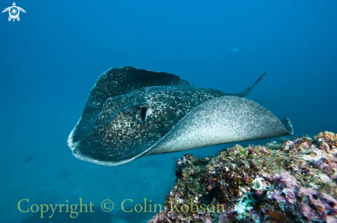 A stingray