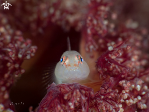 A Goby