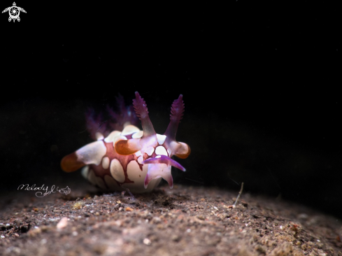 A Takako Nudibranch