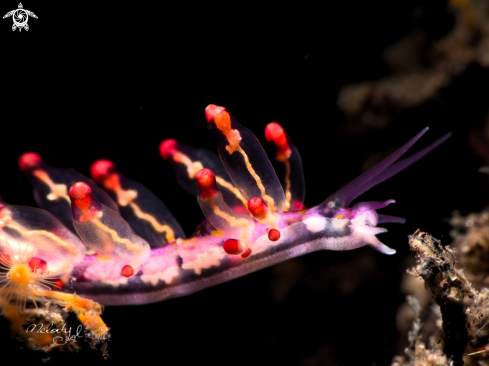 A Eubranchus sp. 14 | Nudibranch