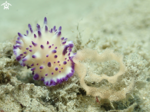 A Nudibranch