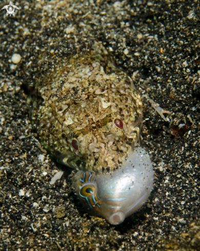 A Lizardfish