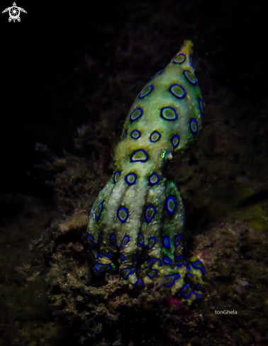 A Blue Ringed Octopus