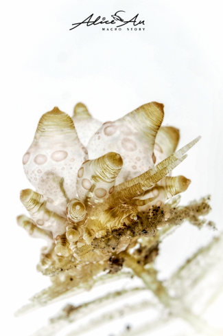 A Eubranchus Ocellatus | Nudibranch