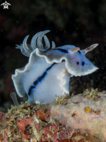 A Chromodoris Willani