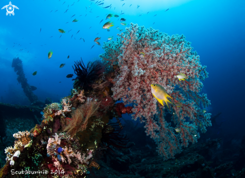 A Liberty Wreck - Bali