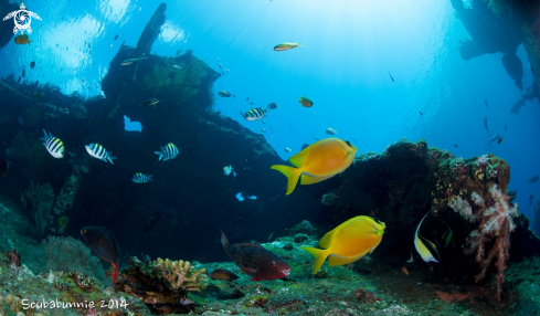 A Liberty Wreck - Bali