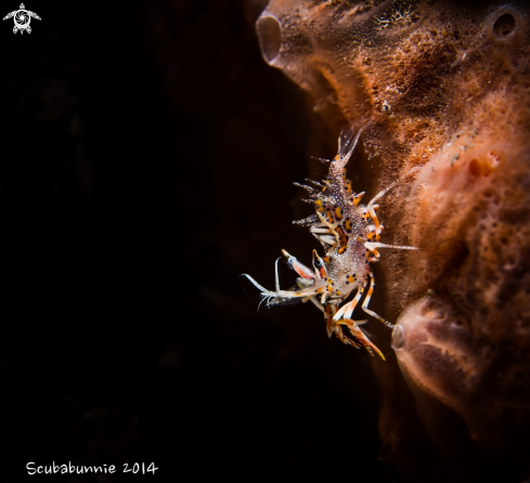 A Tiger shrimp