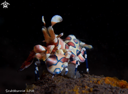 A Harlequin shrimp