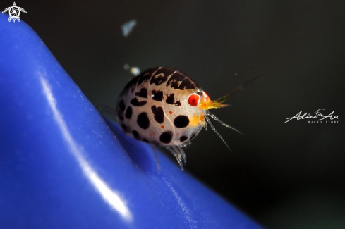 A Lady Bug Amphipods | ladybug