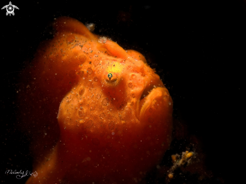 A Frog fish | Frog fish