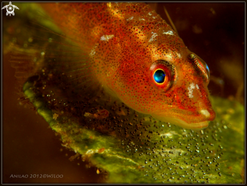 A Goby